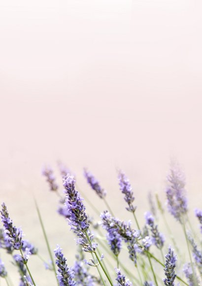 Klassieke condoleance sterkte kaart lavendel bloemen  Achterkant