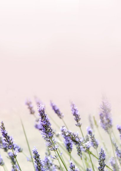 Klassieke rouwkaart met zomerse foto van lavendel Achterkant