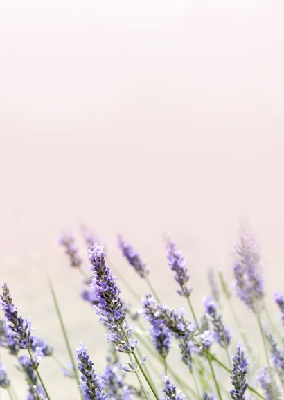 Klassieke rouwkaart met zomerse foto van lavendel  Achterkant