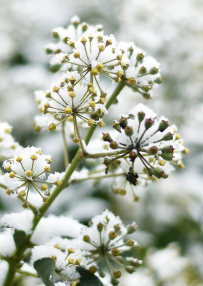 Klassieke sterkte kaart met een foto van klimop en sneeuw 2