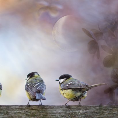 Koolmezen op houten schutting met maantje 3