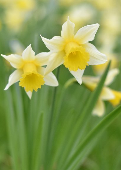 Lente beterschapskaart met zonnestralen en narcissen foto 2