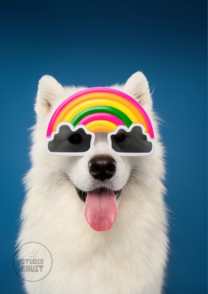 Leuke LGBTQI verjaardagskaart witte hond met regenboogbril 2