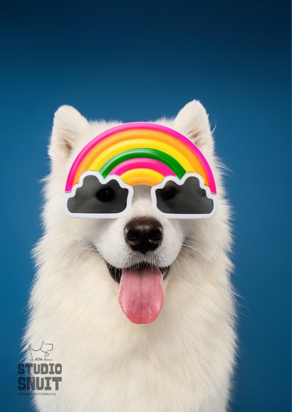 Leuke LGBTQI verjaardagskaart witte hond met regenboogbril 2