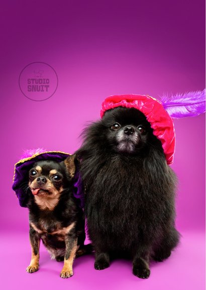 Leuke sinterklaaskaart van hondjes met pietenmuts 2