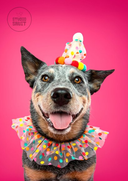 Leuke verjaardagskaart hond in feestkleding feestbeest 2
