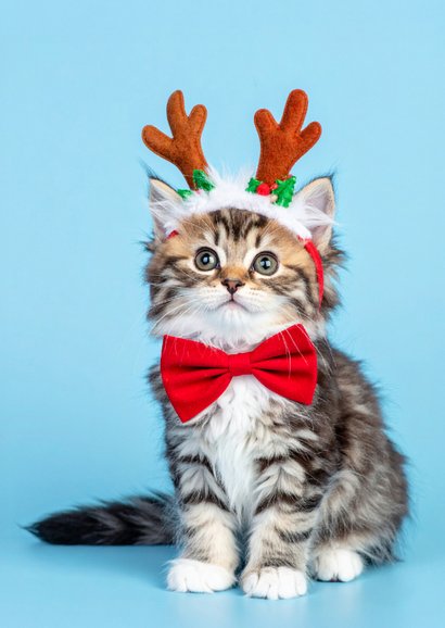 Lief kerstkaartje lichtblauw met kerst kitten 2