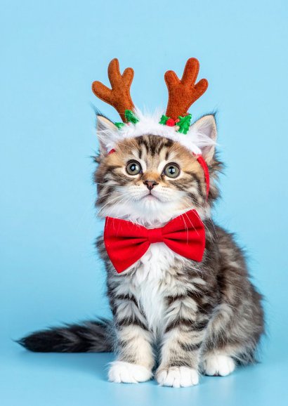 Lief kerstkaartje lichtblauw met kerst kitten 2