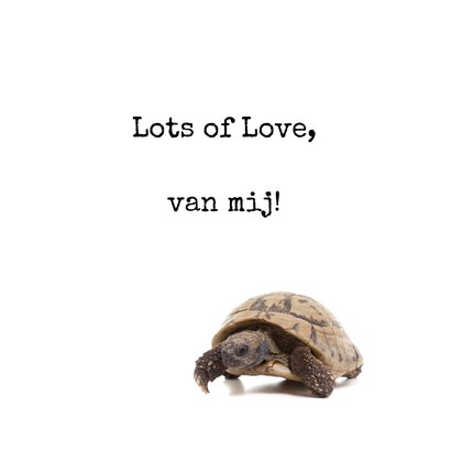 Liefde - I Turtle-y Love You - Schildpad 3