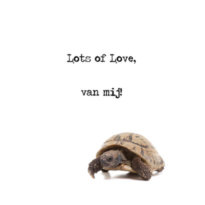Liefde - I Turtle-y Love You - Schildpad 3