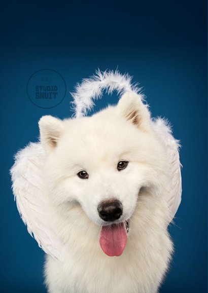 Liefdeskaart van witte hond met engelenvleugels 2