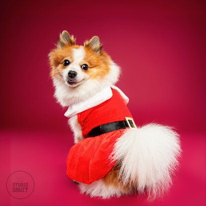 Lieve, grappige kerstkaart van hondje met kerstpakje 2