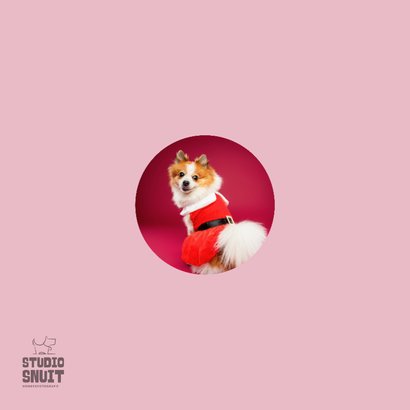 Lieve, grappige kerstkaart van hondje met kerstpakje 2