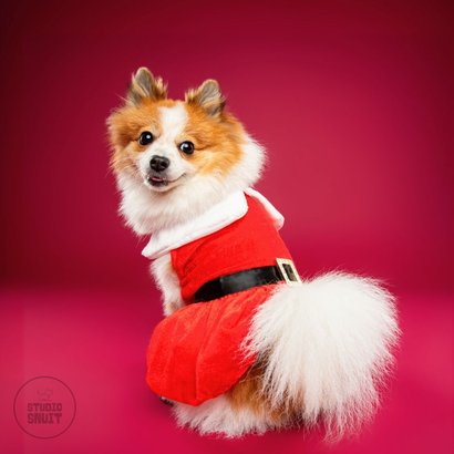 Lieve, grappige kerstkaart van hondje met kerstpakje 2