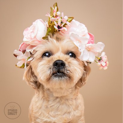 Lieve hondenkaart van klein hondje met bloemenkrans op kop 2