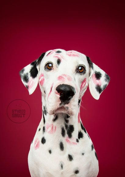 Lieve kaart van dalmatiër met 101 kusjes voor jou 2