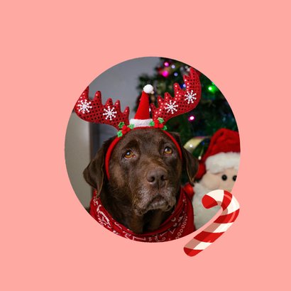 Lieve kerstkaart met hond in kerstmuts 2