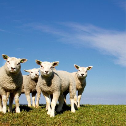 Lieve Knuffels Lammetjes - Lente - OT 2