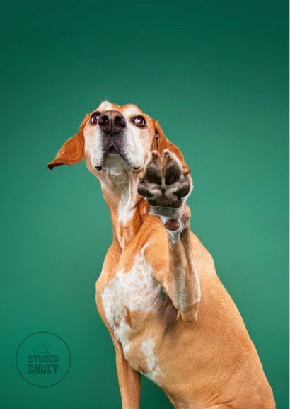 Lieve succes zet 'm op kaart van hond met pootje 2