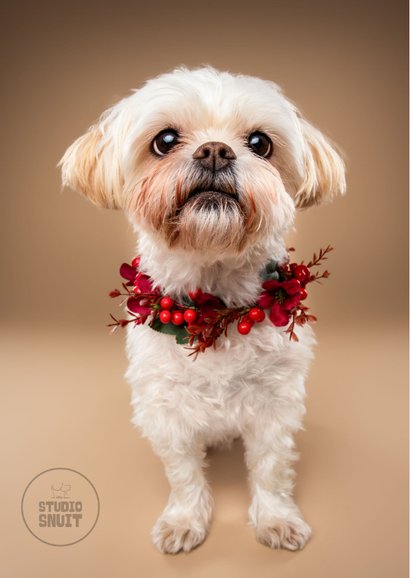 Lieve verjaardagskaart van boomer hondje met bloemenkrans 2