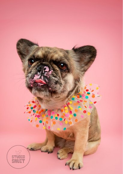 Lieve verjaardagskaart van Franse bulldog met taart 2
