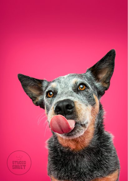 Lieve verjaardagskaart van vrolijke hond met tong uit bek 2