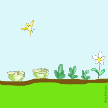 Mijn moestuintje 2