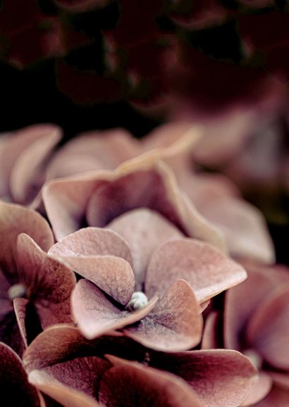 Moderne rouwkaart met foto van hortensia Achterkant