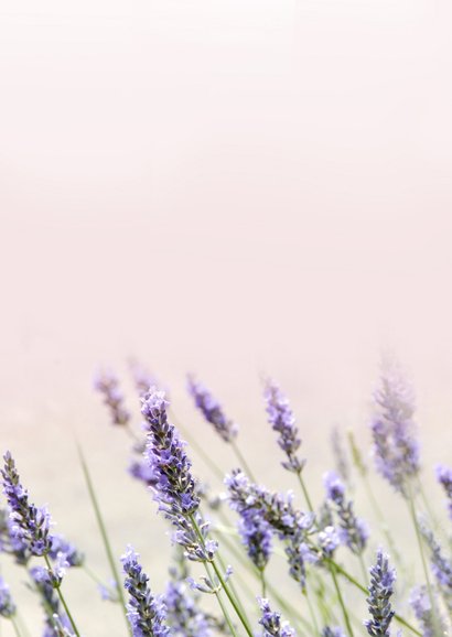 Moderne sterktekaart met foto van lavendel bloemen Achterkant