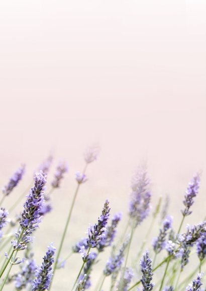 Moederdag sterkte kaart met foto van lavendel veld 2