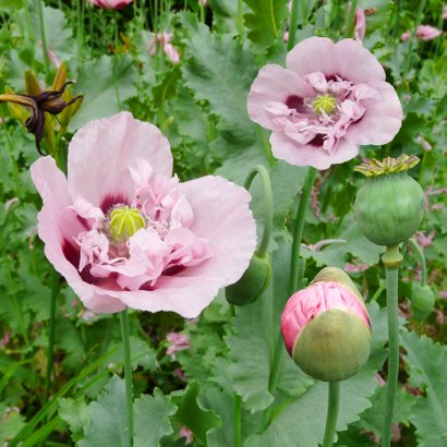 Mooie bloemenkaart met roze klaprozen 2