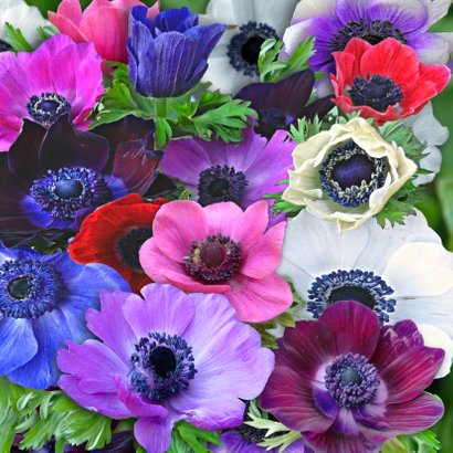 Mooie verjaardagskaart Anemonen met Keulse pot. 2