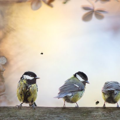 Nieuwjaarskaart koolmezen op houten schutting met maantje 2