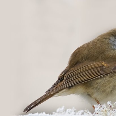 Nieuwjaarskaart roodborst - winter 2