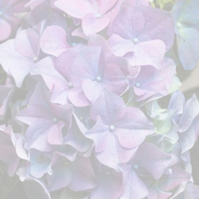 paarse hortensia 3