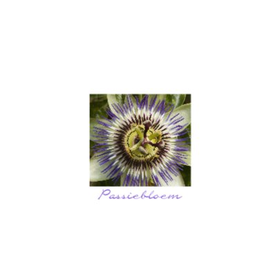 Passiebloem 2