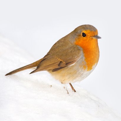 Roodborst op winterse dag 2