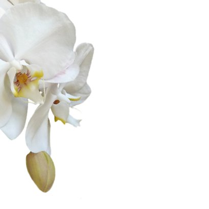 Rouw bedankt Orchidee - hemels wit 2