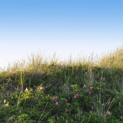 Rouwkaart Duin met roze bloemen 2