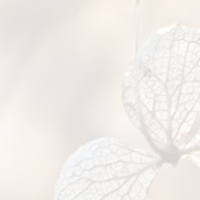 Rouwkaart hortensia 2