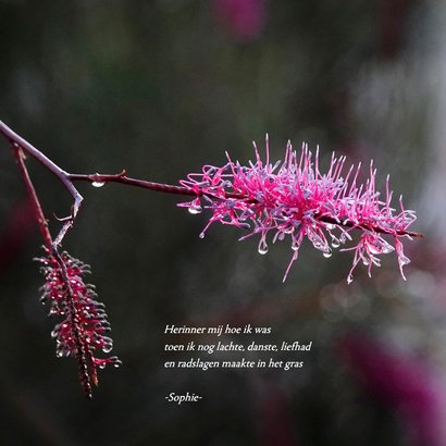 Rouwkaart takken met regendruppels 2