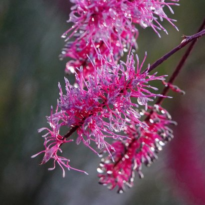 Rouwkaart takken met regendruppels Achterkant