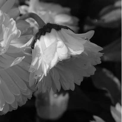 Rouwkaart witte bloem dauwdruppels 2