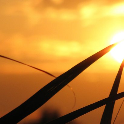 Rouwkaart Zonsondergang riet 2
