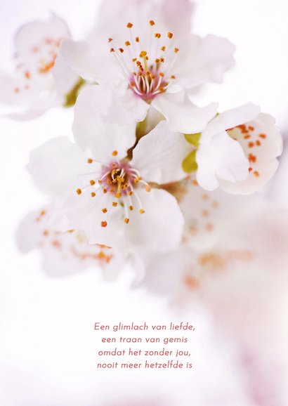 Rouwkaartje met kersenbloesem in bloei lichtroze 2