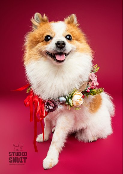Schattig vrolijke kerstkaart pomsky met kerstkrans om 2