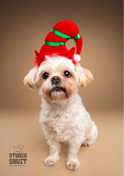 Schattige kerstkaart van boomer hondje met kerstmuts op 2