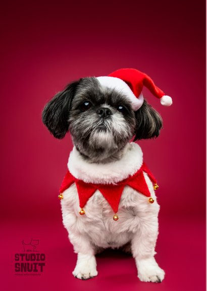 Schattige kerstkaart van boomer hondje met kerstmuts 2
