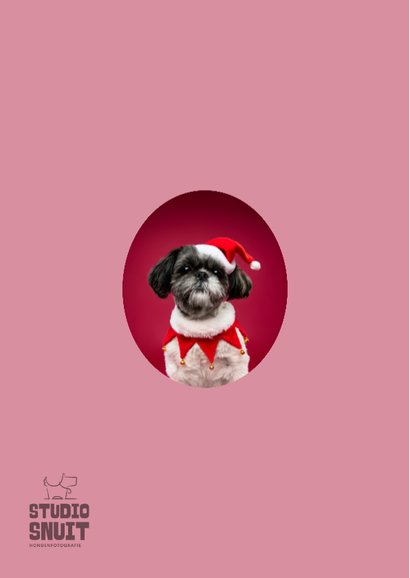 Schattige kerstkaart van boomer hondje met kerstmuts 2