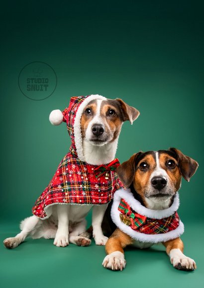 Schattige kerstkaart van hondjes met kerstkleding 2